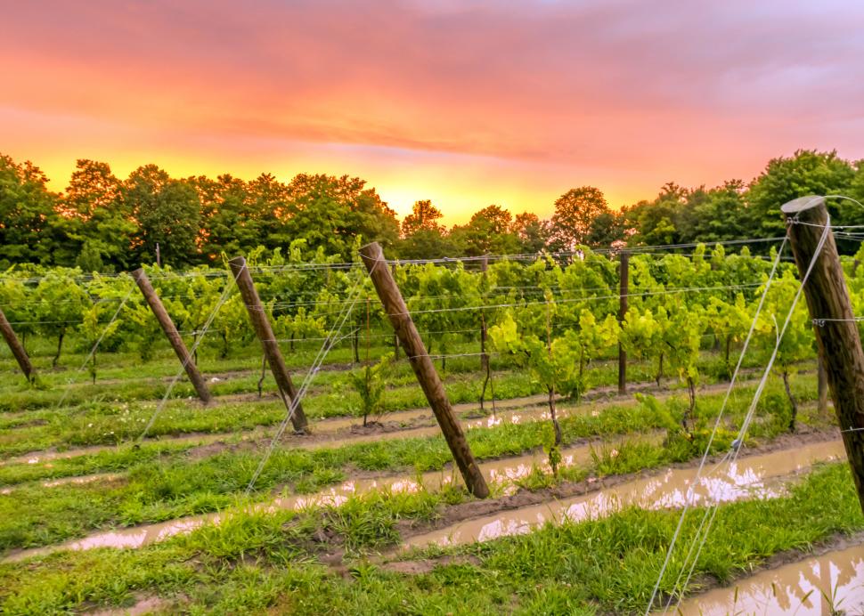 Colloca Estate Winery
