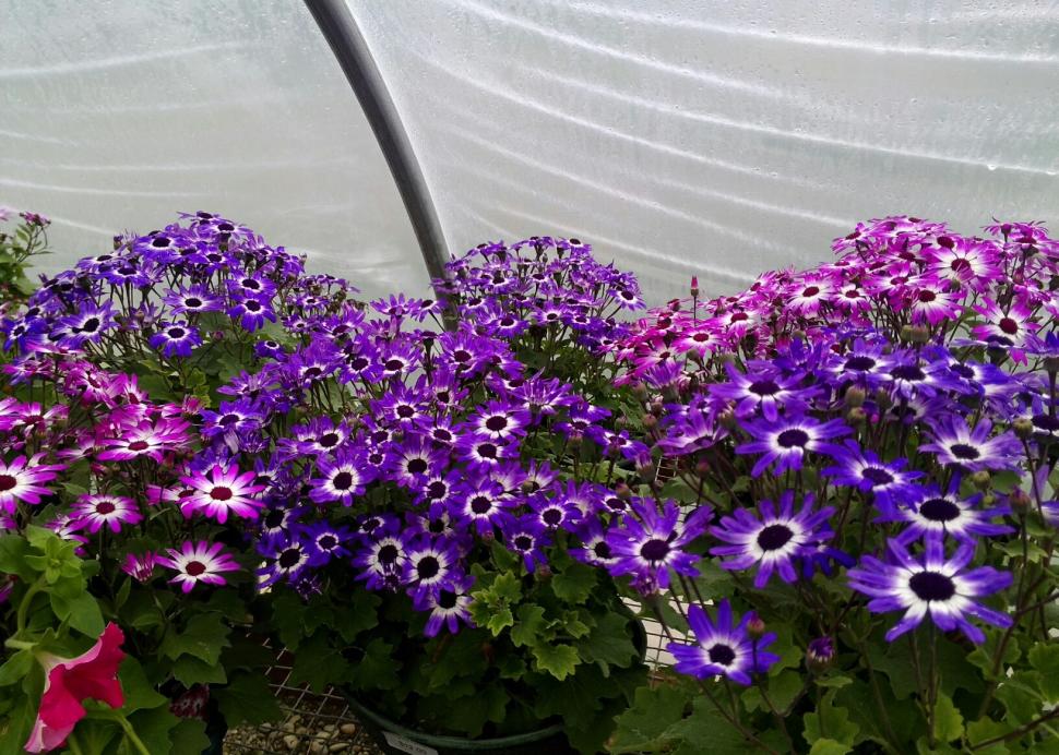 Flowers at Hargrave Farm