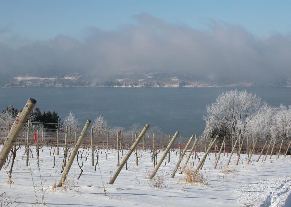 Hazlitt 1852 Vineyards