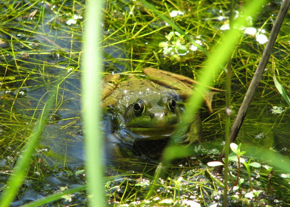 Huckleberry Swam Frog