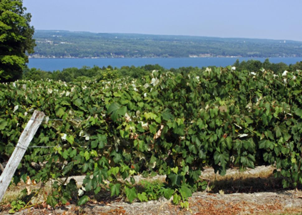 Finger Lakes Wine