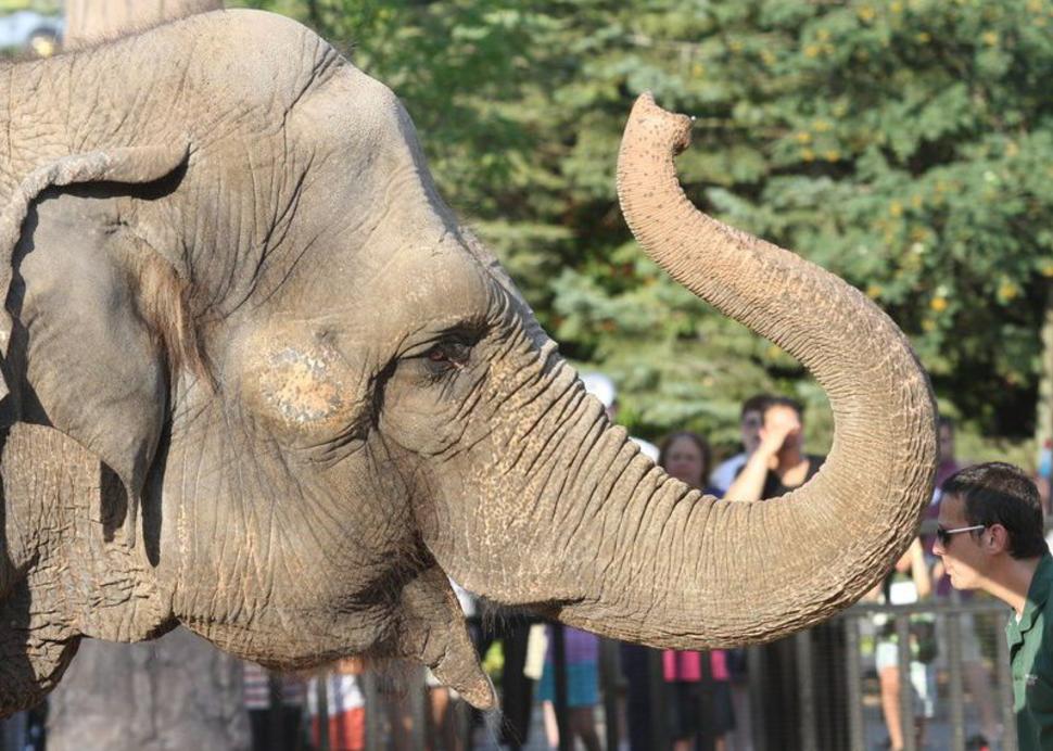 Elephants at the Zoo