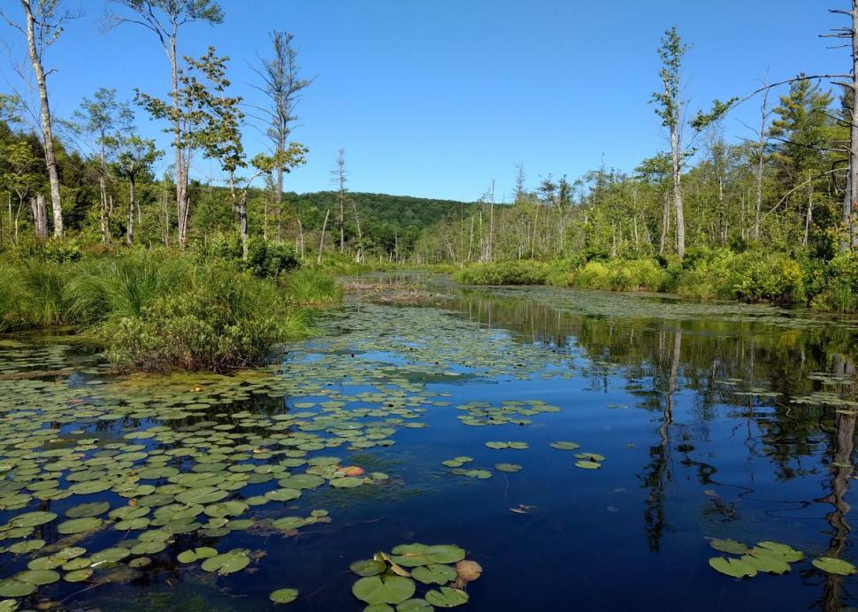 Pond with lilypads