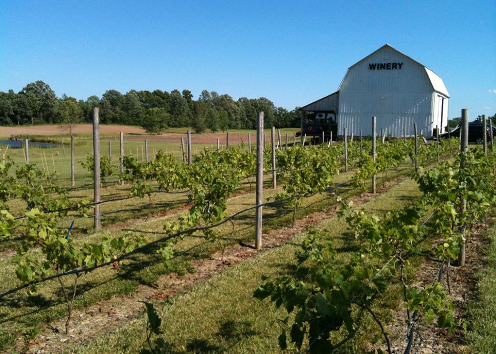 Izzo's White Barn Winery