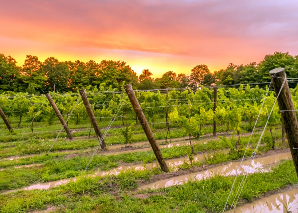 Sunset Vineyard