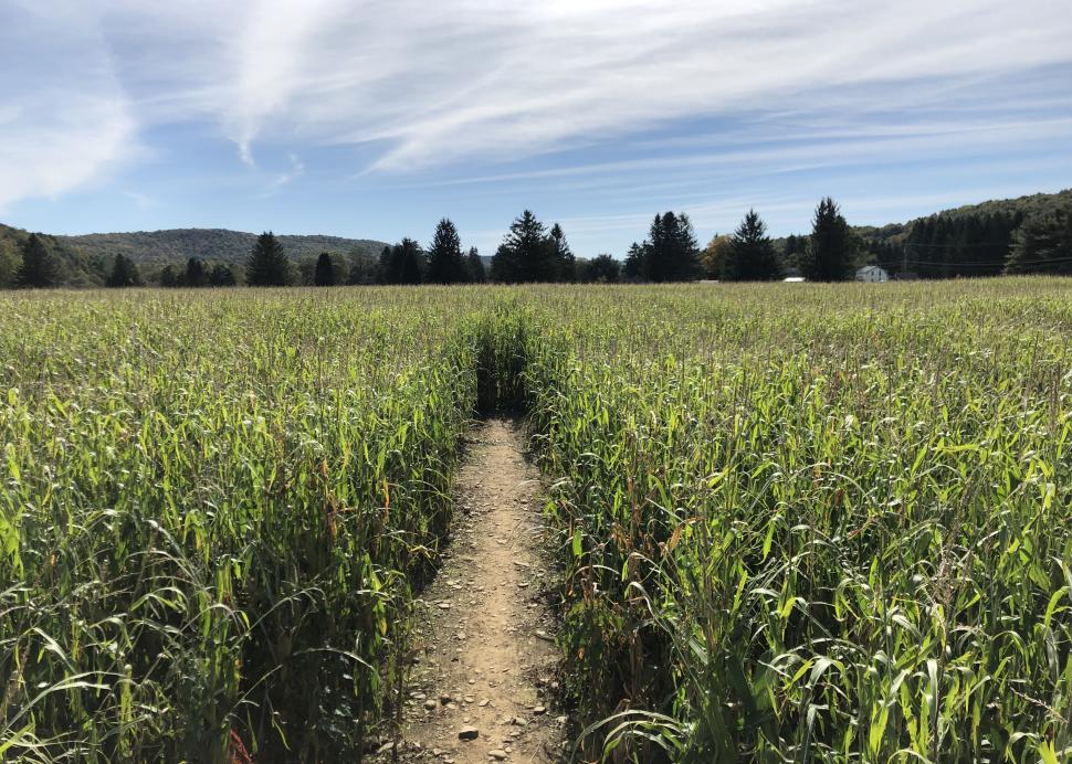 Maze
