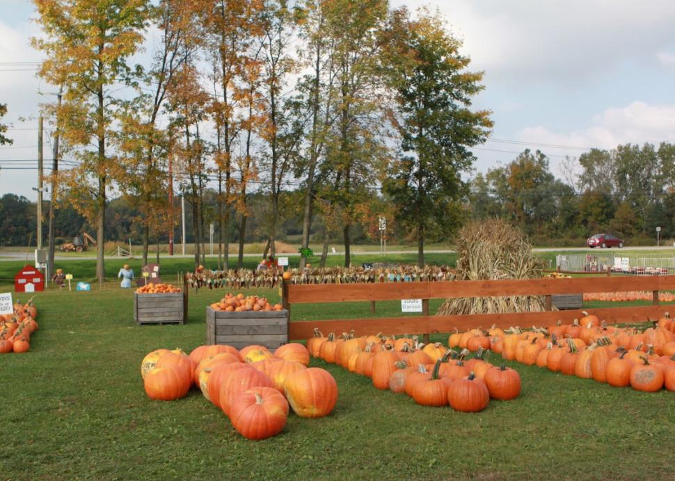 Pumpkins that are perfect for carving!
