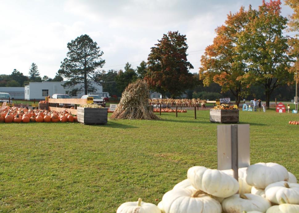 Various kinds of pumpkins at the Pick'n Patch