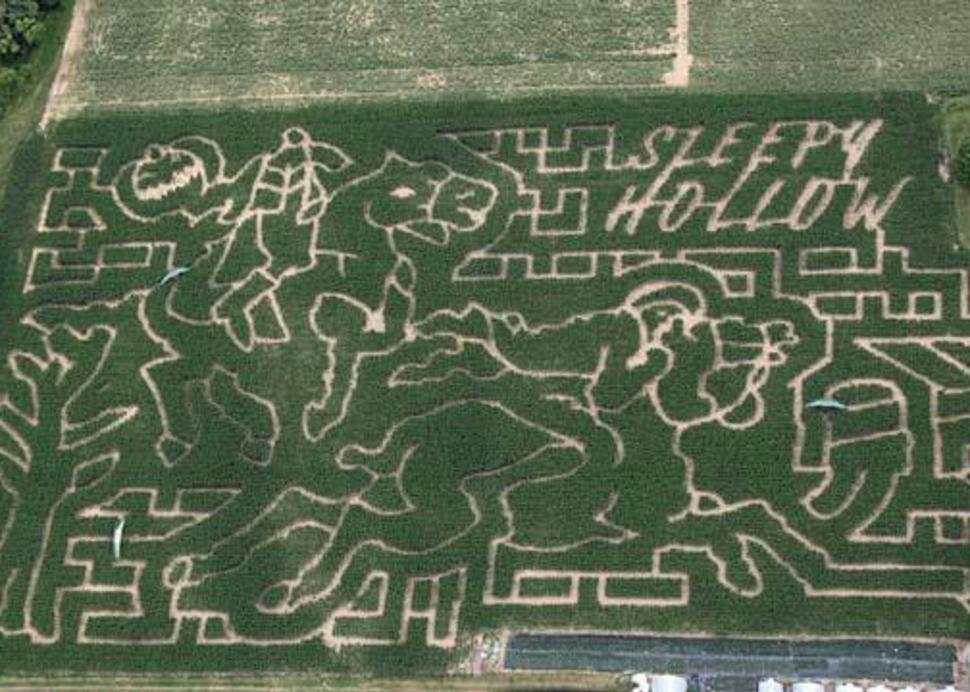 Corn Maize