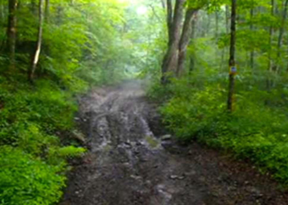 Summer Hill State Forest