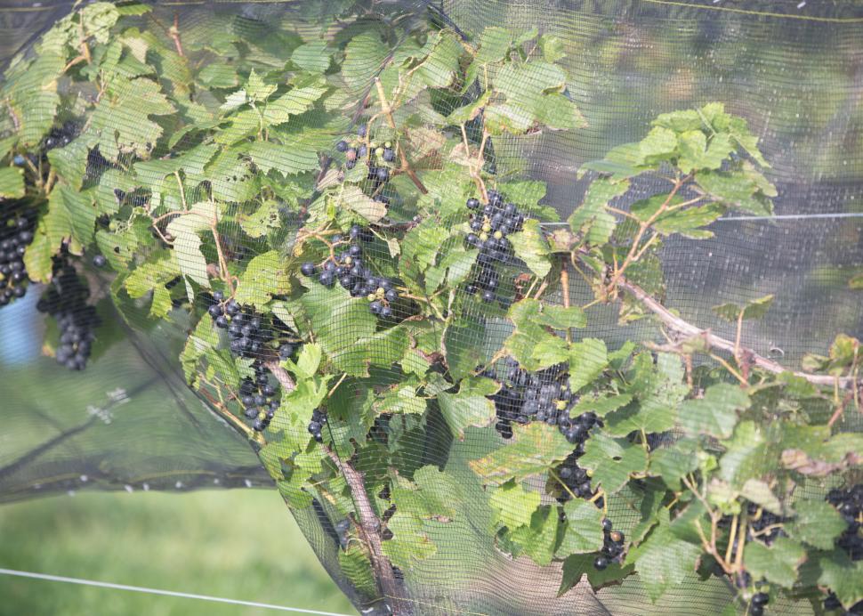 Vineyard at Izzo White Barn Winery