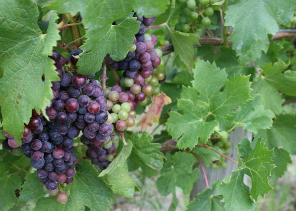 canandaigua-wine-trail-canandaigua-grapes