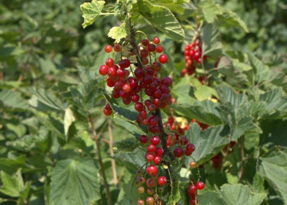 Hencle's Berry Patch