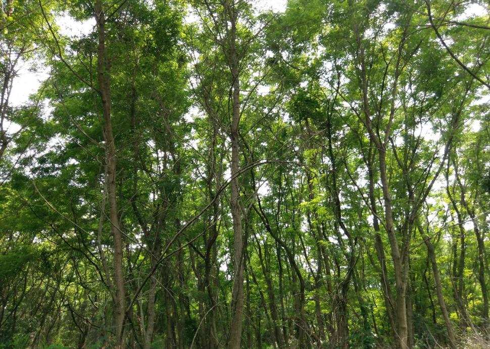 Photo of trees overhead at the Kashong Conservation Area