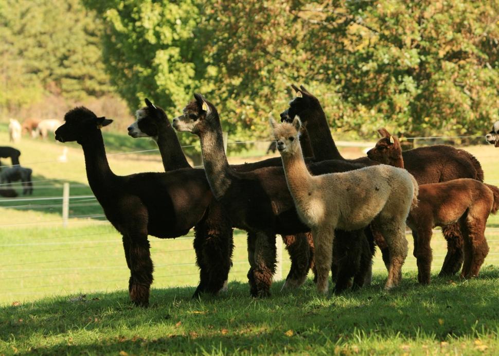 lazy-acre-alpacas-bloomfield-alpacas