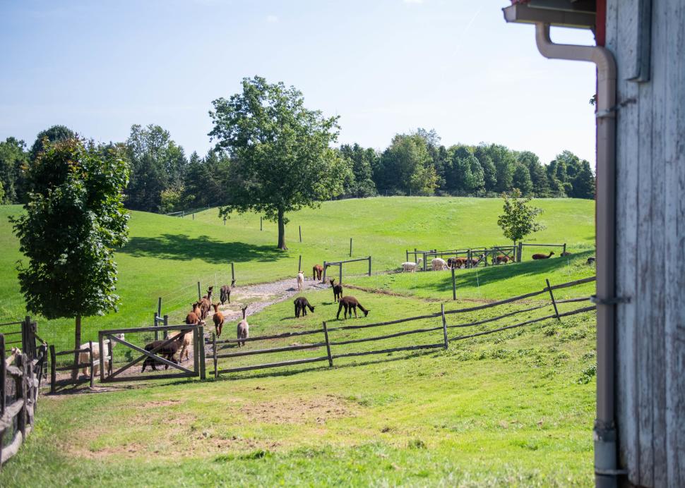 Photo of the grounds of Lazy Acres Alpaca