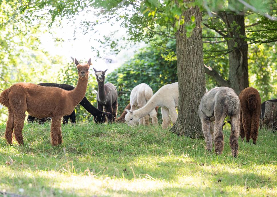 A group of alpacas stare at the camera for a photo at Lazy Acres Alpaca Farm