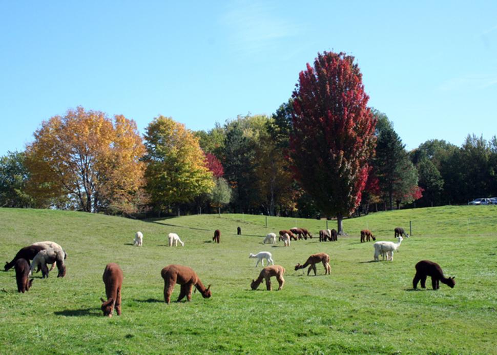 lazy-acre-alpacas-bloomfield-alpacas-fall