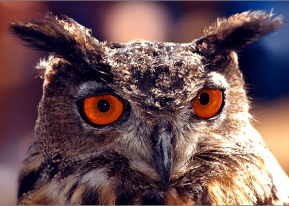 Beaver Lake Owl
