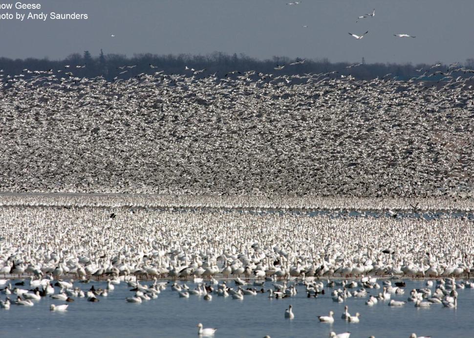 Waterfowl Migration at Montezuma