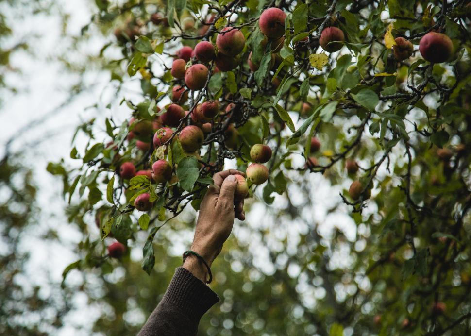 Apple Harvest - Wild Apples