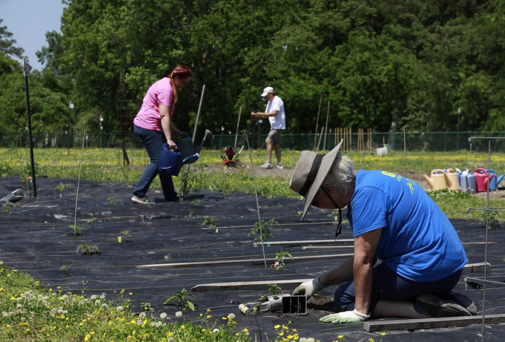 Community Garden in Lee Hall