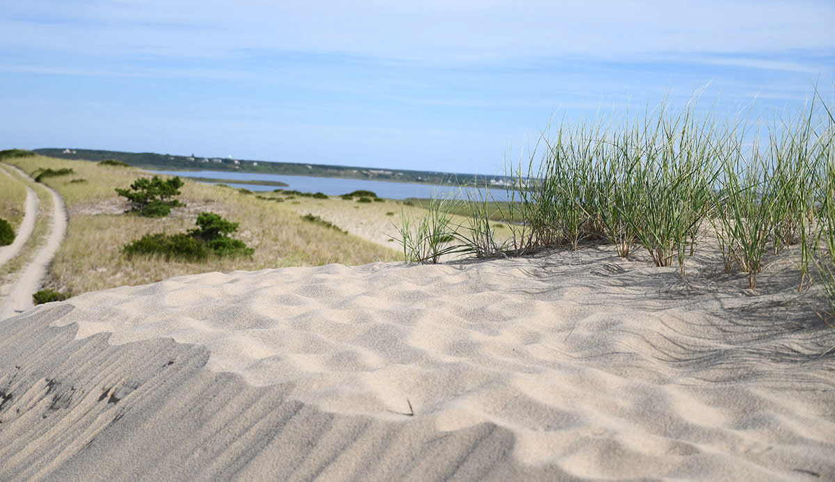 Dunes of Provincetown