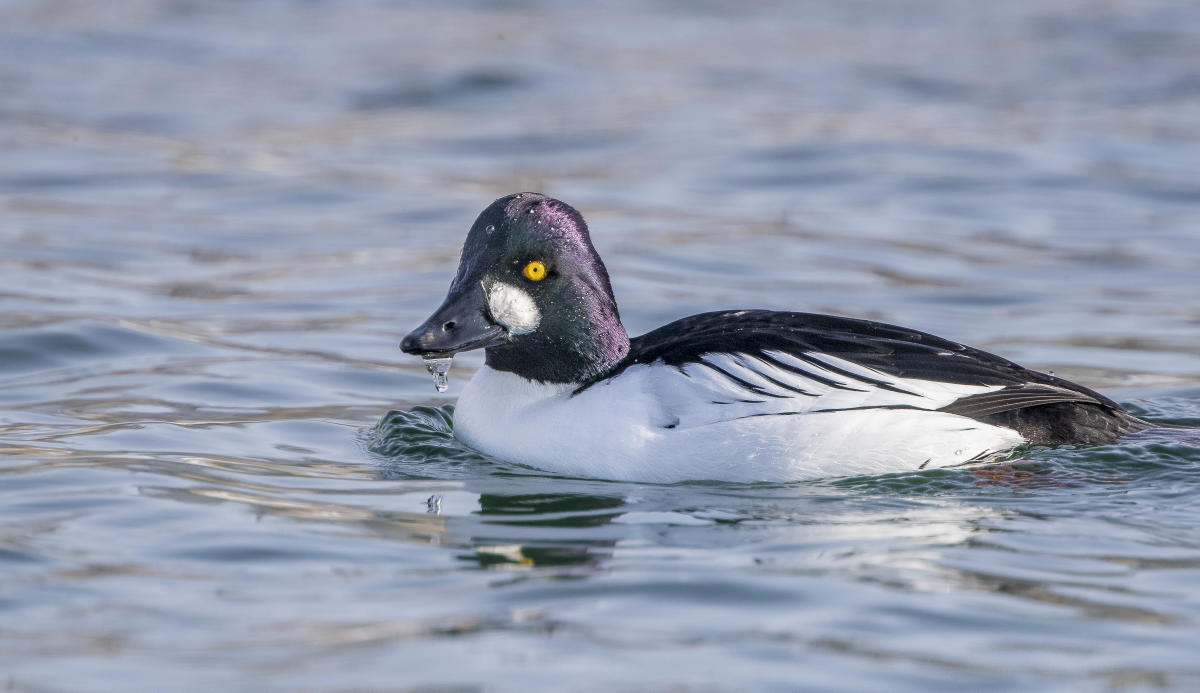 Common Goldeneye by Shirlay Donald/Audubon Photography Awards