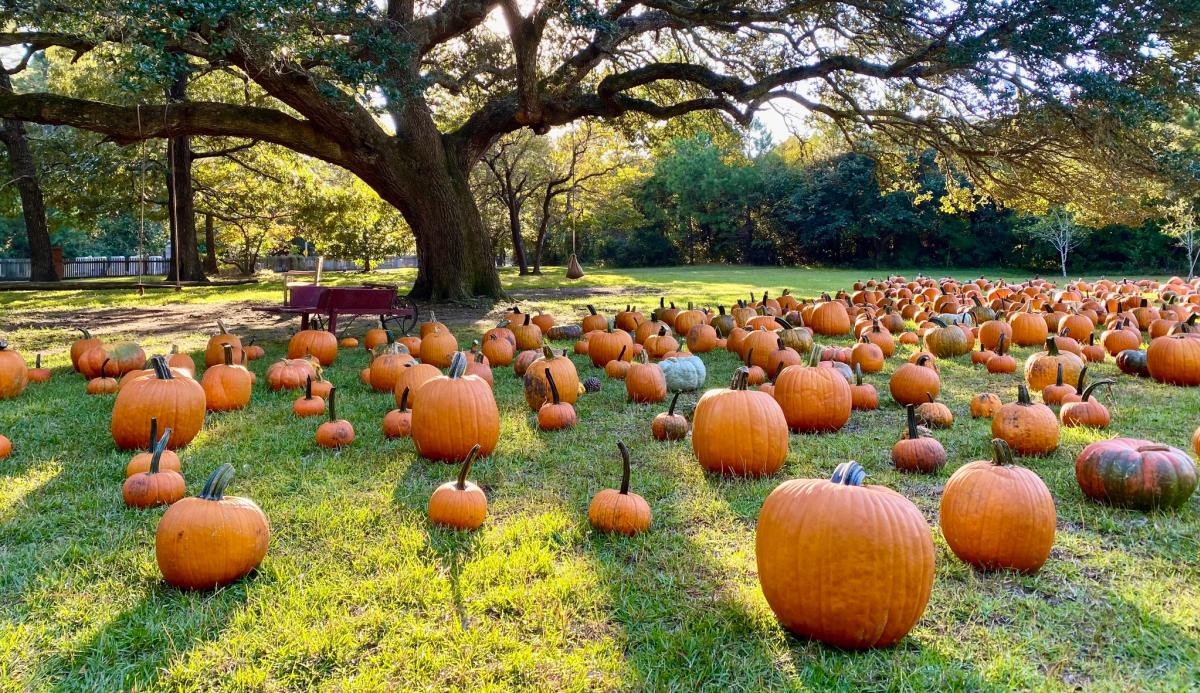 A field of pumpkins under a tree at Island Farm.