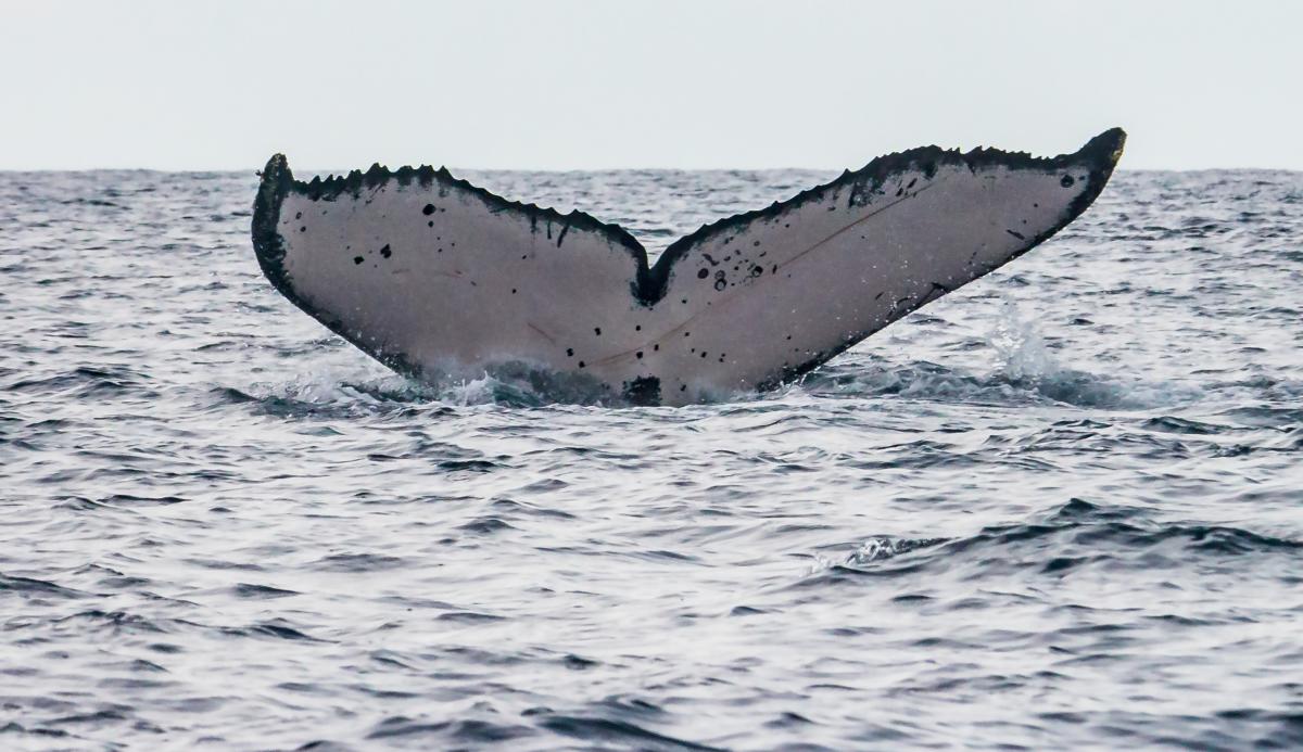 humpback-whale-fluke