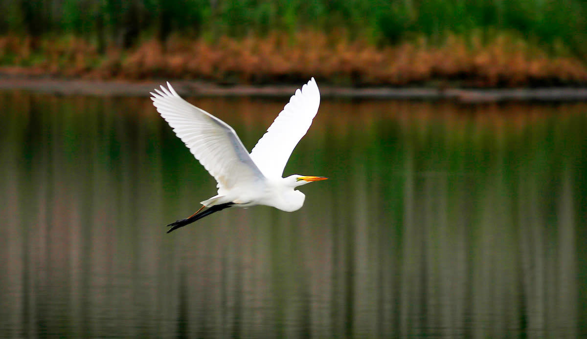 Flying bird at Huntington Beach State Park