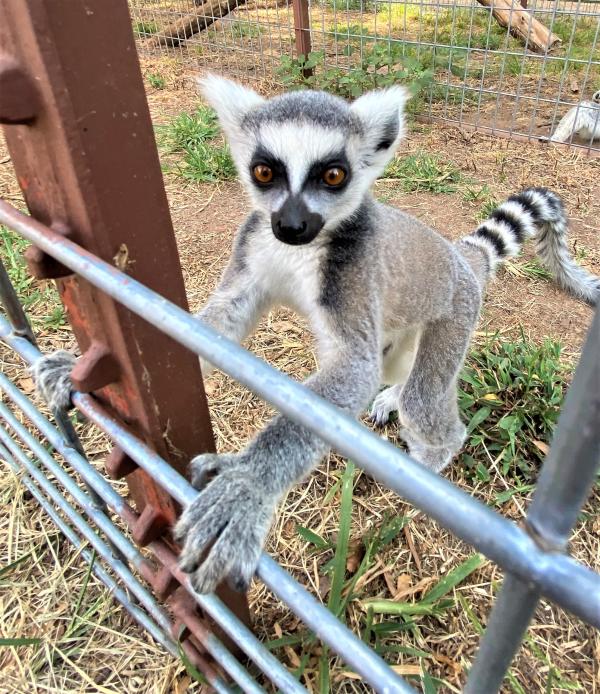 Animals up close at Lost Creek Safari