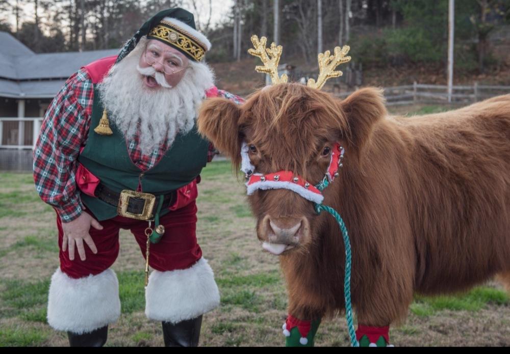 Santa petting cow dressed in costume