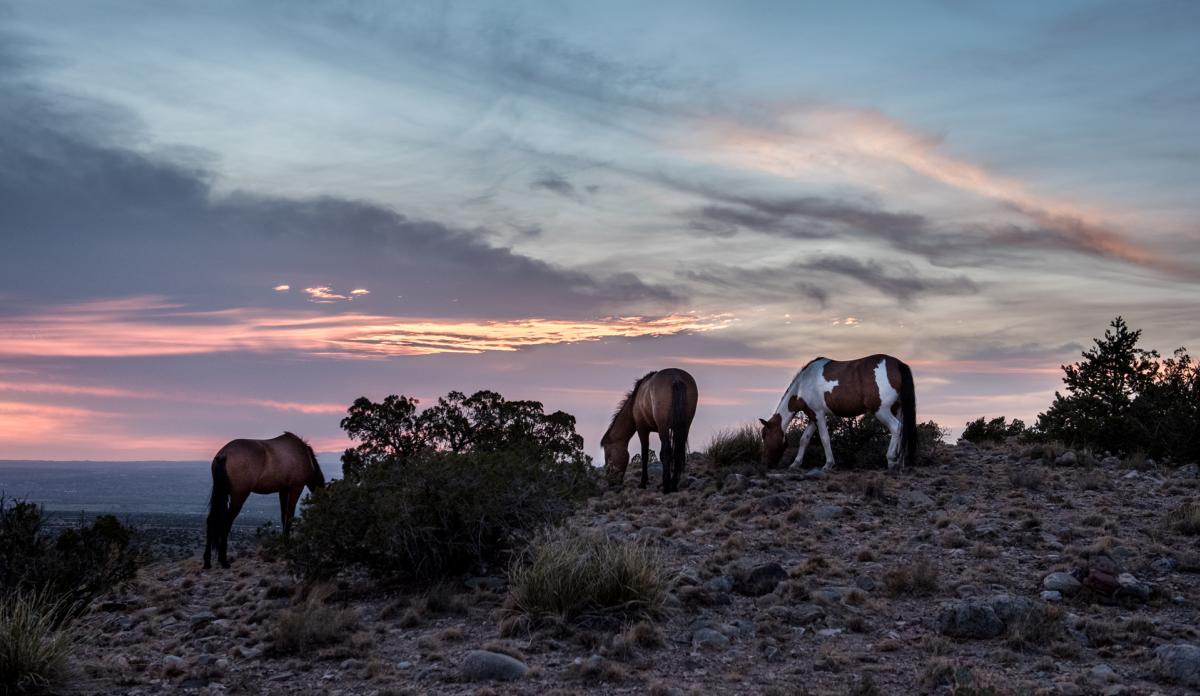 Wild Horses