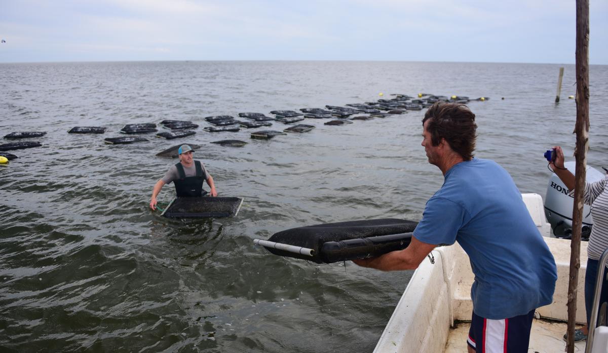 Outer Banks oyster farmers in the sound waters.