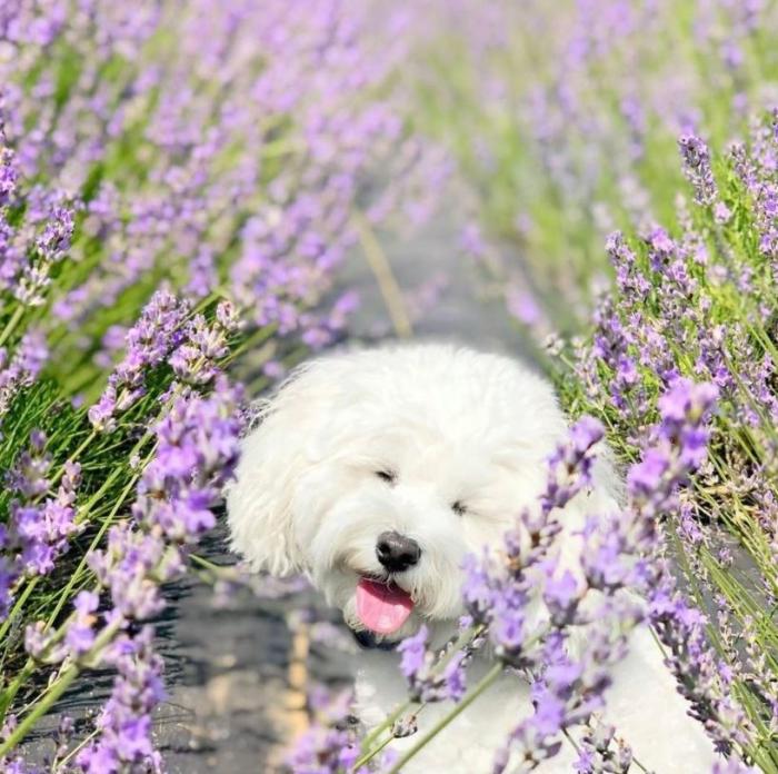 Lavender by the Bay