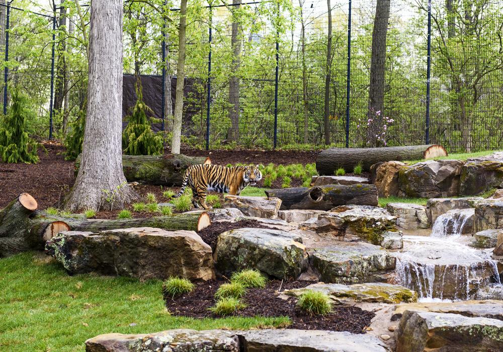 Tiger walking through its exhibit at the zoo