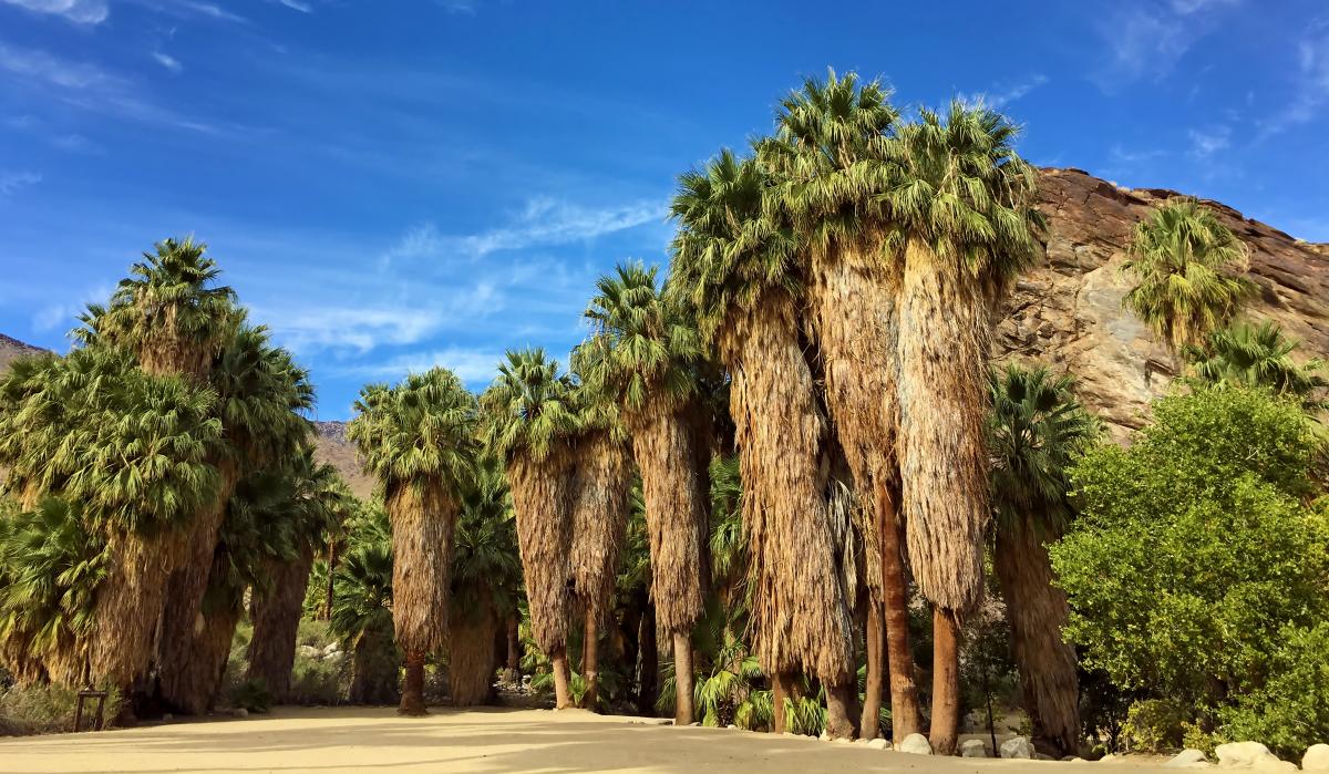 Cluster of palm trees in the Indian Canyons