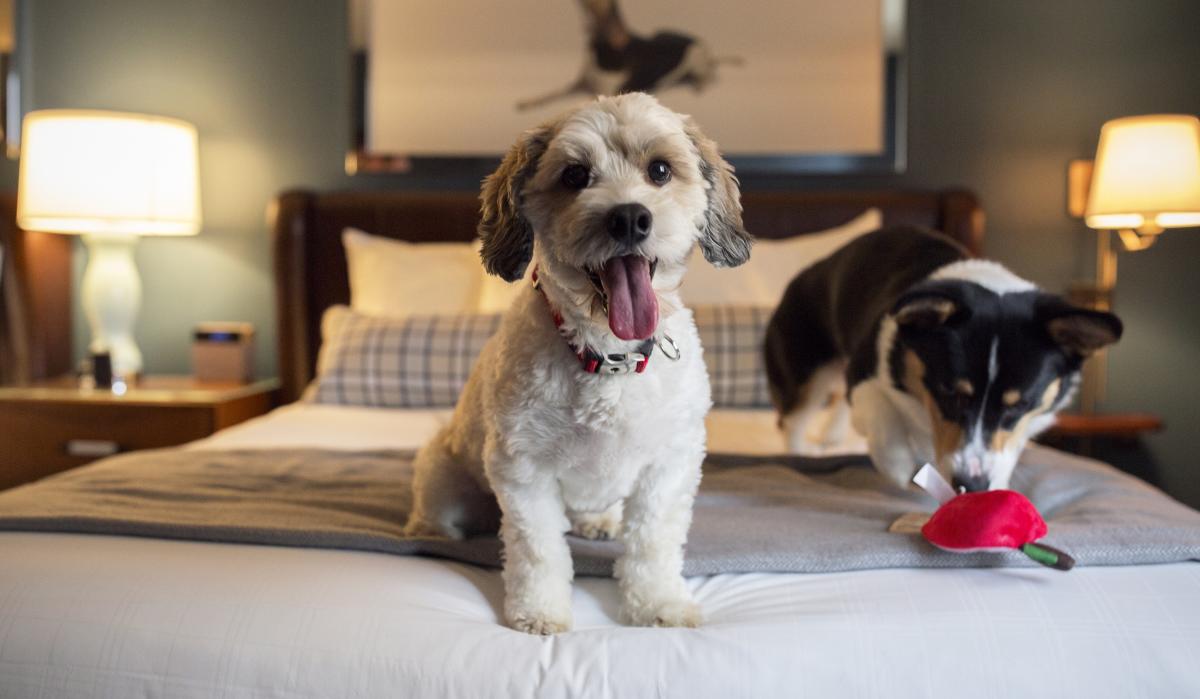 Dog Graduate Hotel Pet Friendly