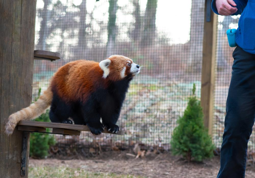 Red Panda Exhibit at WNC Nature Center