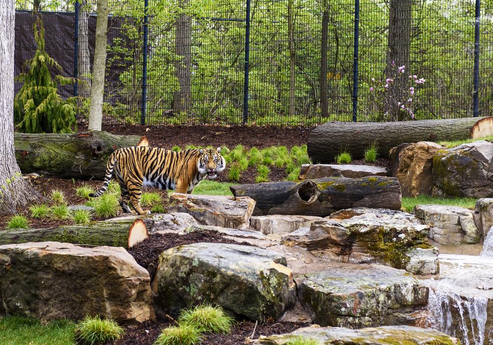 Tiger walking through its exhibit at the zoo