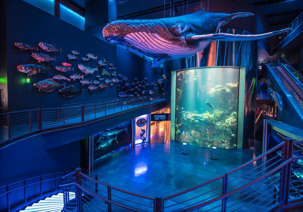 Whale hanging above Wonders of Wildlife Aquarium