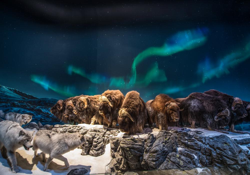 Bison under northern lights in Wonders of Wildlife in Springfield, Missouri