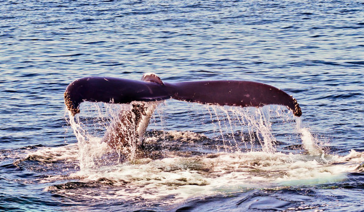 Whalewatching on Cape Cod