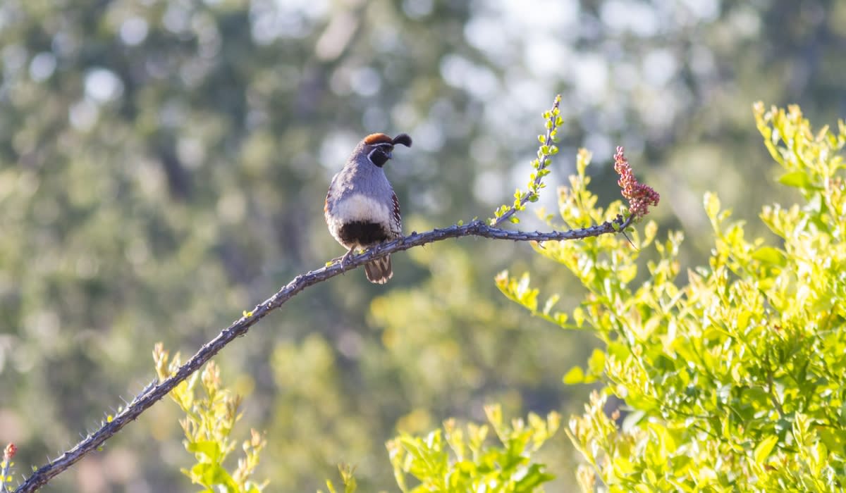 Quail perched on a branch in Tucson, Arizona