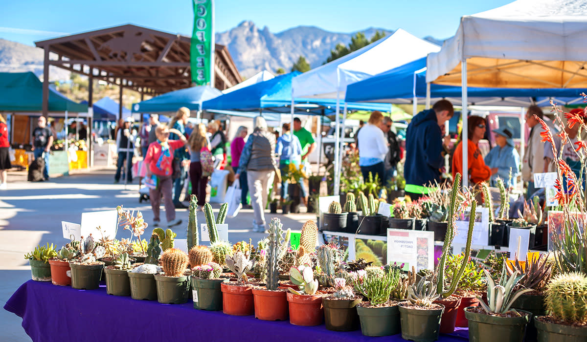 People walking around farmers market with canopy texts. Focal point of potted cacti sold by a local vendor