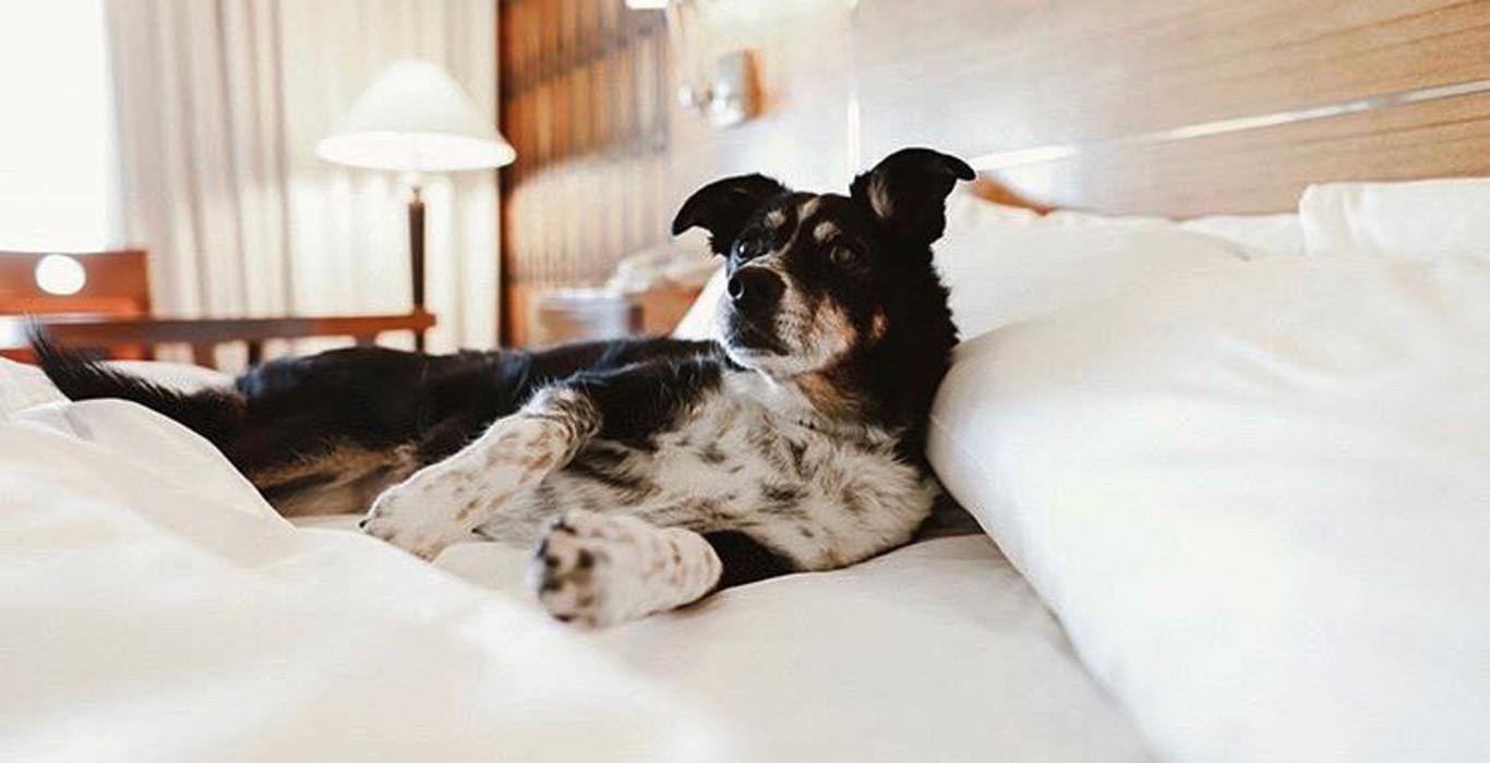 Top Pet-Friendly Hotels and Lodging in Oakland, CA