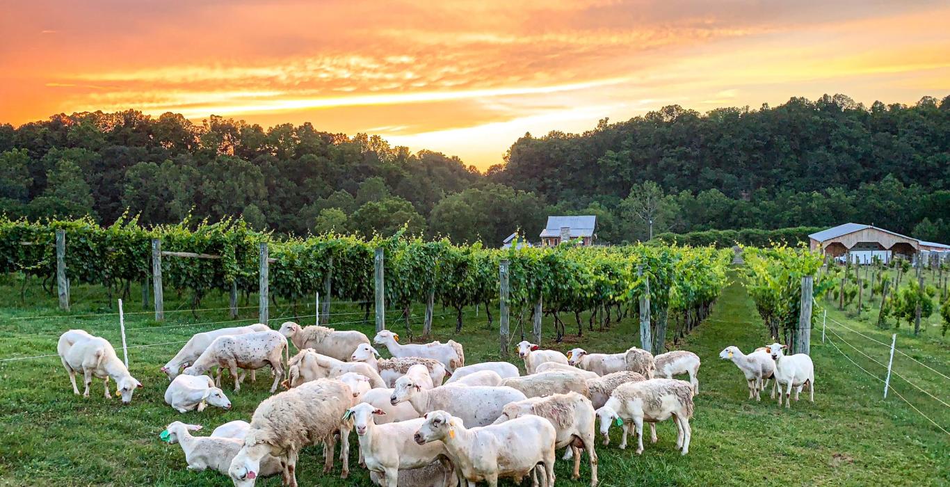 Eco Friendly Practices That Produce Excellent Organic Low Intervention Natural Wine in Virginia