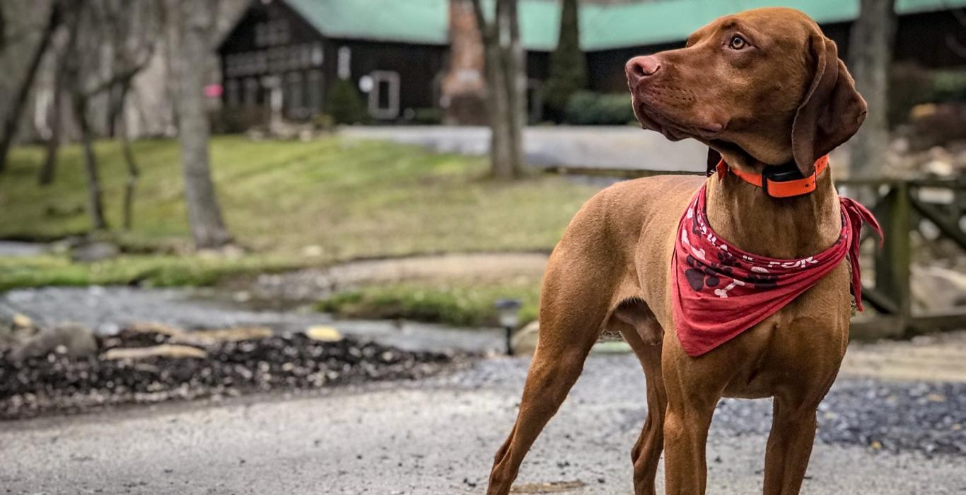 Fido dog friendly hotsell