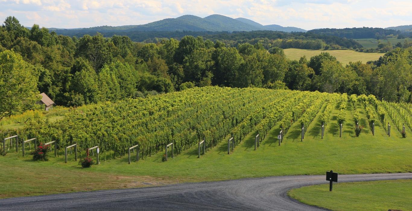 Winery sales